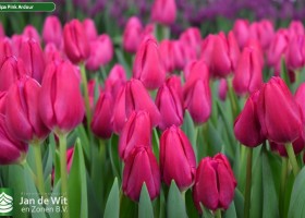 Tulipa Pink Ardour (3)