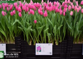 Tulipa Pink Flag (1)