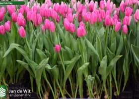 Tulipa Pink Flag (2)