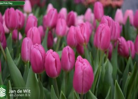 Tulipa Pink Flag (3)