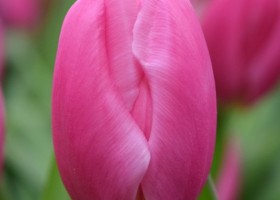 Tulipa Pink Flag (4)