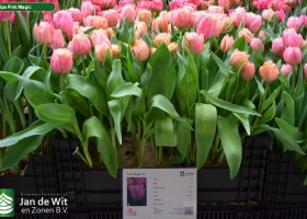 Tulipa Pink Magic (1)