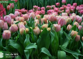 Tulipa Pink Magic (2)