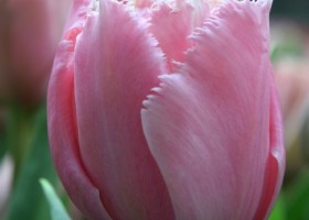 Tulipa Pink Magic (3)