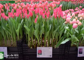 Tulipa Pretty Love (1)