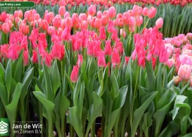 Tulipa Pretty Love (2)