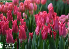 Tulipa Pretty Love (3)