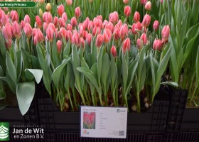 Tulipa Pretty Princess (1)