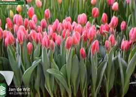 Tulipa Pretty Princess (2)