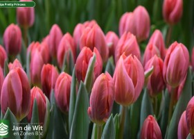 Tulipa Pretty Princess (3)