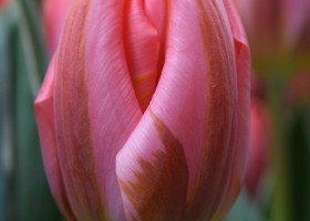 Tulipa Pretty Princess (4)