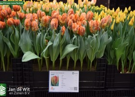 Tulipa Prinses Irene Parkiet (1)