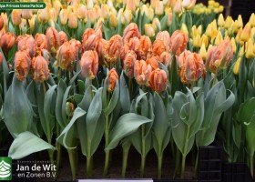 Tulipa Prinses Irene Parkiet (2)