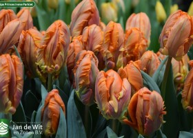 Tulipa Prinses Irene Parkiet (3)