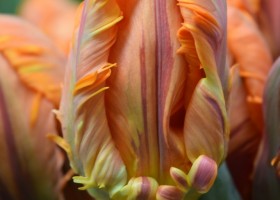 Tulipa Prinses Irene Parkiet (4)