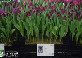 Tulipa Purple Crystal (1)
