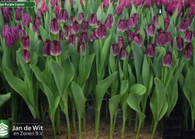 Tulipa Purple Crystal (2)