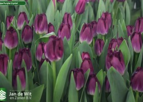 Tulipa Purple Crystal (3)