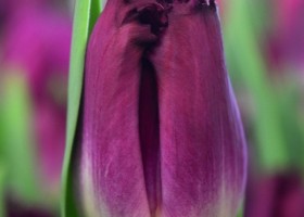 Tulipa Purple Crystal (4)