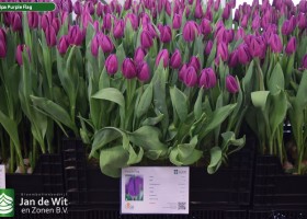 Tulipa Purple Flag (1)