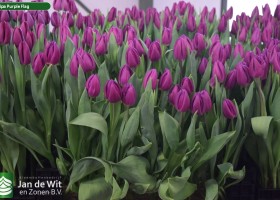 Tulipa Purple Flag (2)