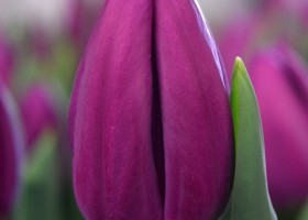 Tulipa Purple Flag (4)