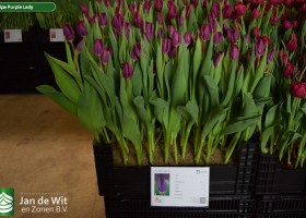 Tulipa Purple Lady (1)