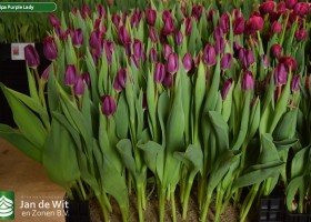 Tulipa Purple Lady (2)