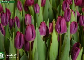 Tulipa Purple Lady (3)