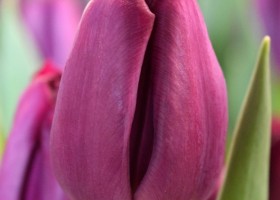 Tulipa Purple Lady (4)