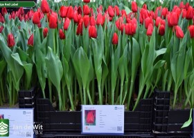 Tulipa Red Label (1)
