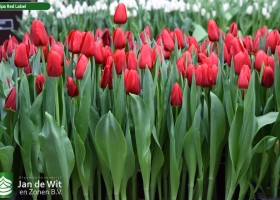 Tulipa Red Label (2)