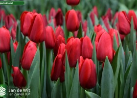 Tulipa Red Label (3)