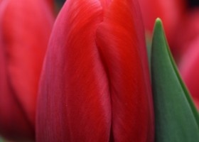 Tulipa Red Label (4)