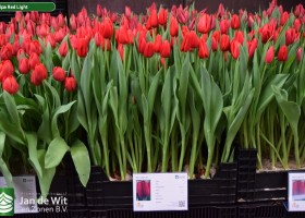Tulipa Red Light (1)