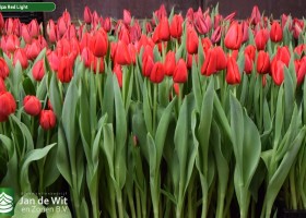 Tulipa Red Light (2)