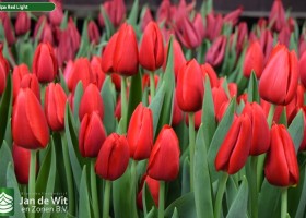 Tulipa Red Light (3)