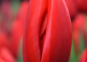 Tulipa Red Light (4)