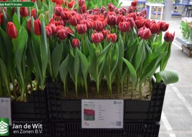 Tulipa Red Princess (1)