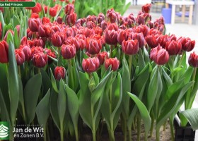 Tulipa Red Princess (2)