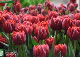 Tulipa Red Princess (3)