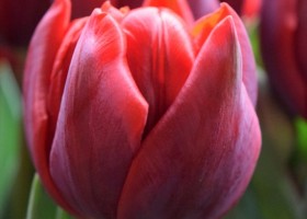 Tulipa Red Princess (4)