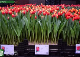Tulipa Replay (1)
