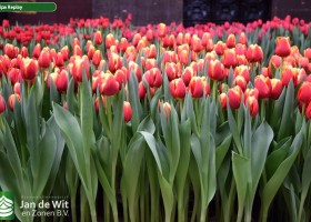 Tulipa Replay (2)