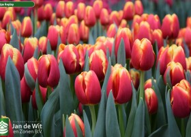 Tulipa Replay (3)
