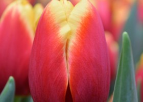 Tulipa Replay (4)
