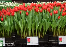 Tulipa Rescue (1)