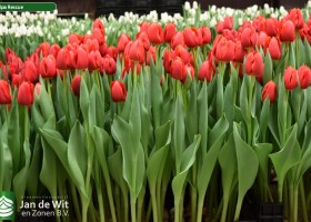 Tulipa Rescue (2)