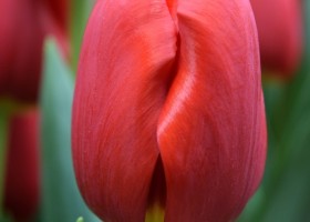 Tulipa Rescue (4)