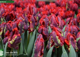 Tulipa Rococo (3)